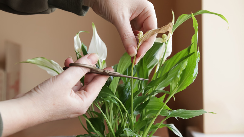 Woman carefully trimming a brown, withered peace lily flower