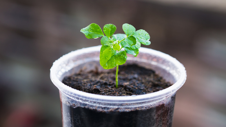 Closeup of a small green seedling growing out of a clear plastic cup