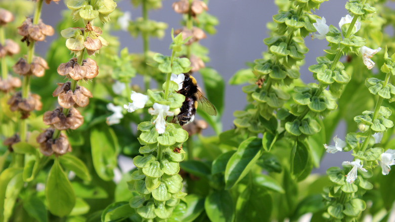 A bee collecting the nectar from a basil flower