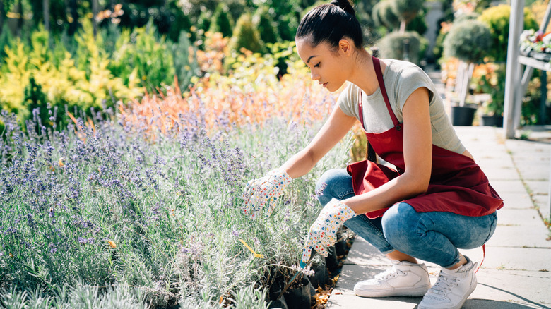 A gardener working in the summer herb garden