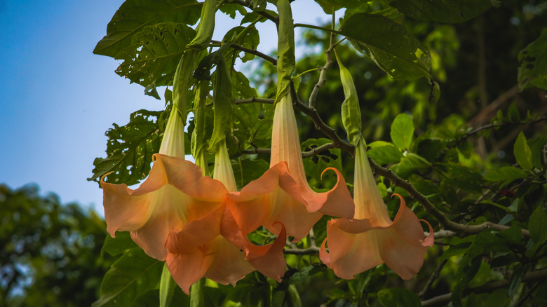 Agnel's trumpet tree Brugmansia with orange flowers