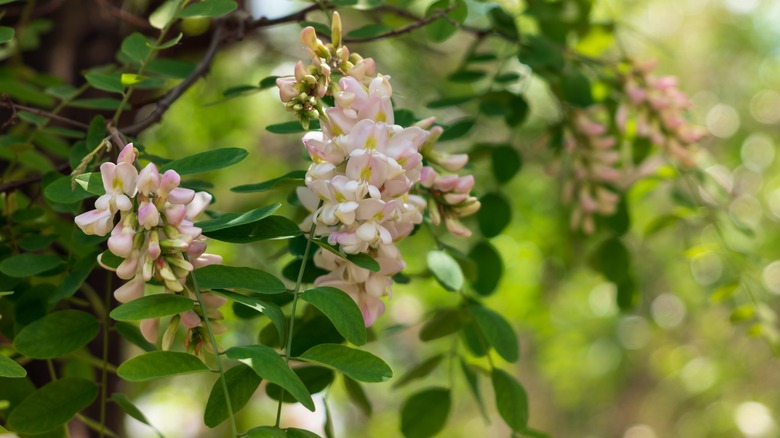 Flowers of the black locust tree Robinia pseudoacacia
