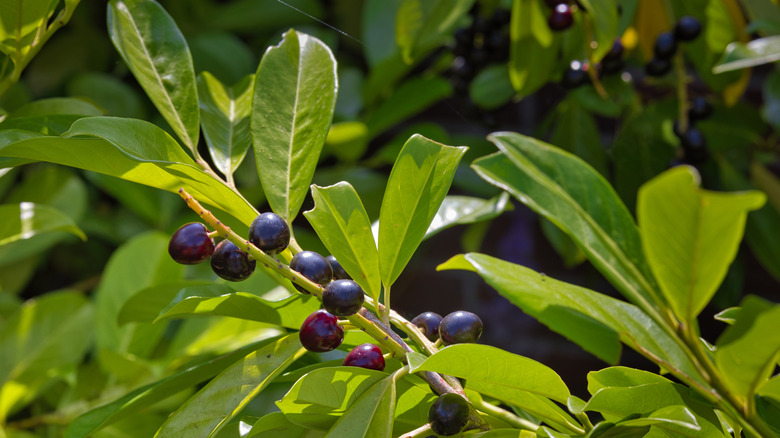 Close up of cherry laurel Prunus laurocerasus
