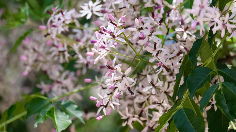 Flowers of the chinatree Melia azedarach