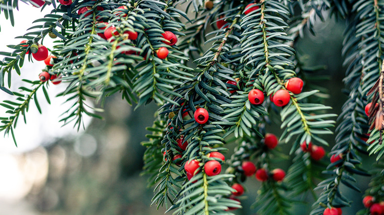 Close up of the common yew Taxus baccata