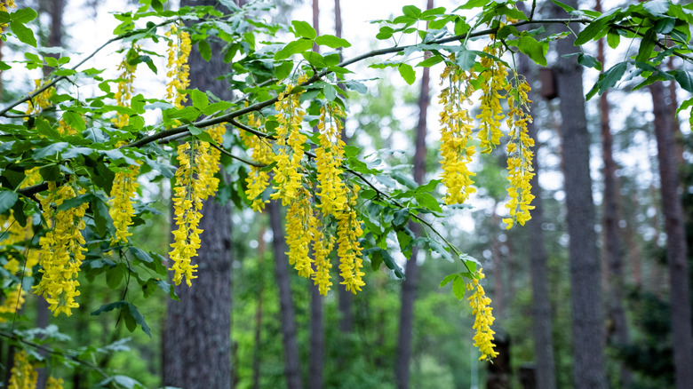 The golden chain tree Laburnum anagyroides with yellow flowers