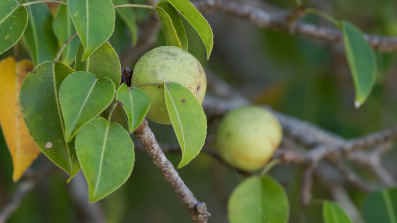 Close up of the fruit and leaves of the manchinel tree Hippomane mancinella
