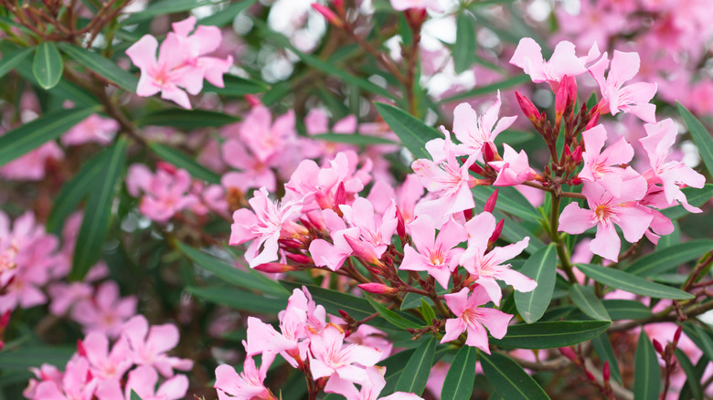 Pink flowering oleander Nerium oleander