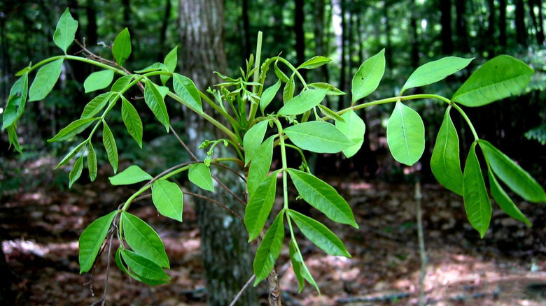 Green new leaves of the poison sumac Toxicodendron vernix