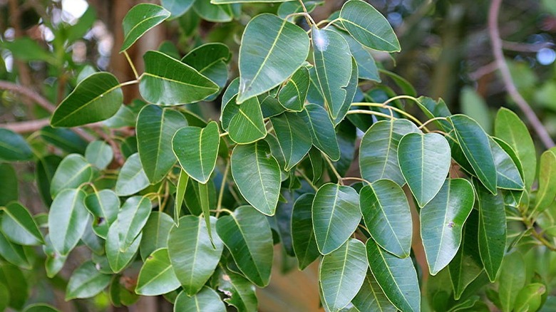 Poisonwood Metopium toxiferum leaves