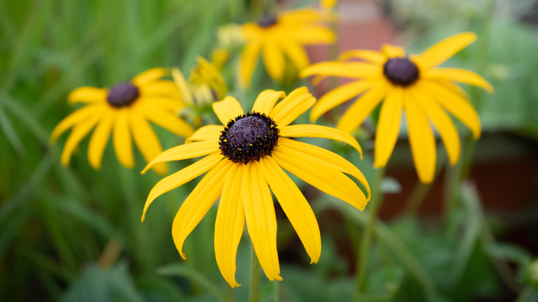 yellow black-eyed Susans