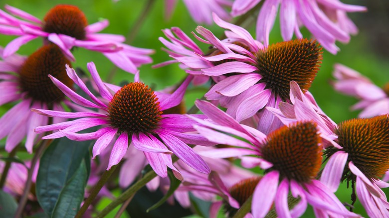 cluster of pink-purple coneflowers