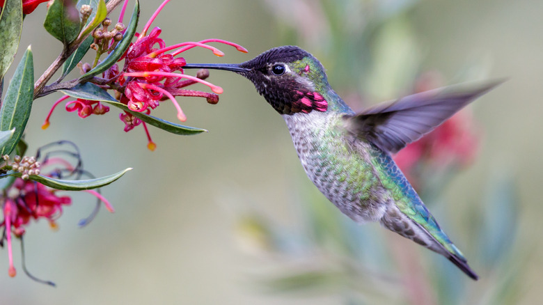 hummingbird feeding on red flower