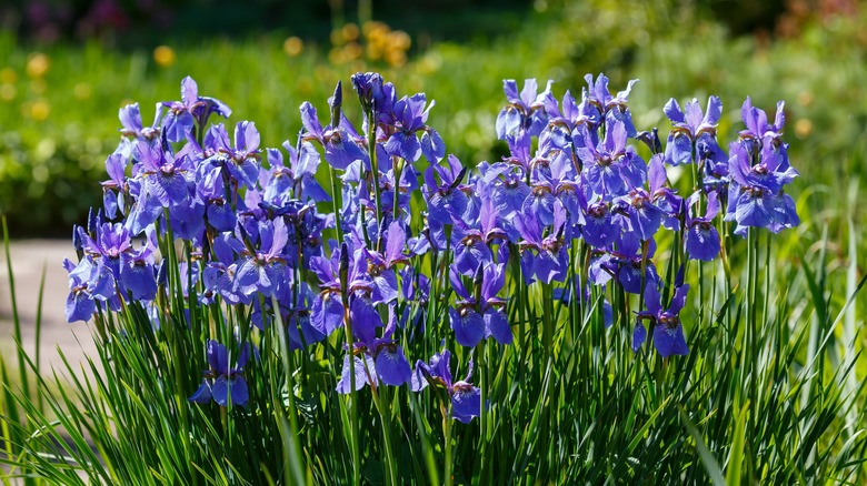 purple irises in long grass