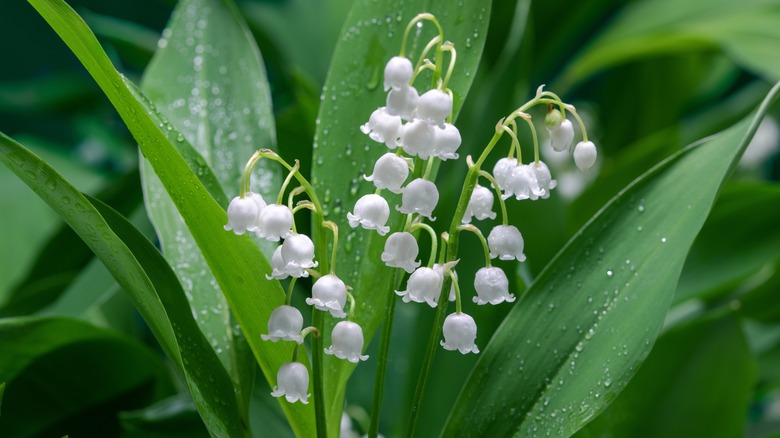 white lily of the valley