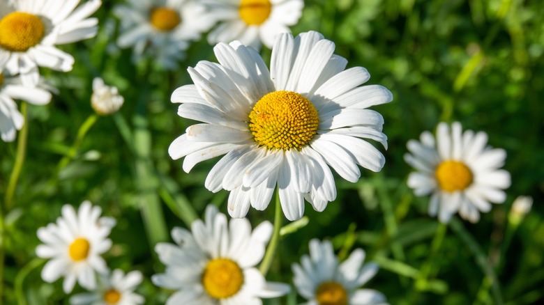 white and yellow shasta daisies