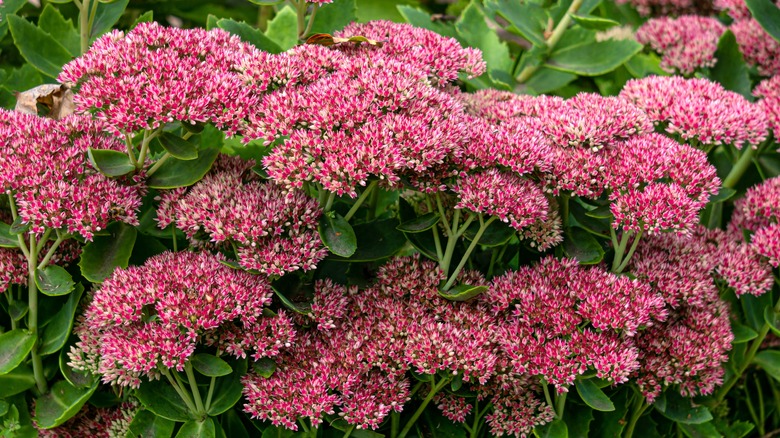 pink-red flowering sedum bush