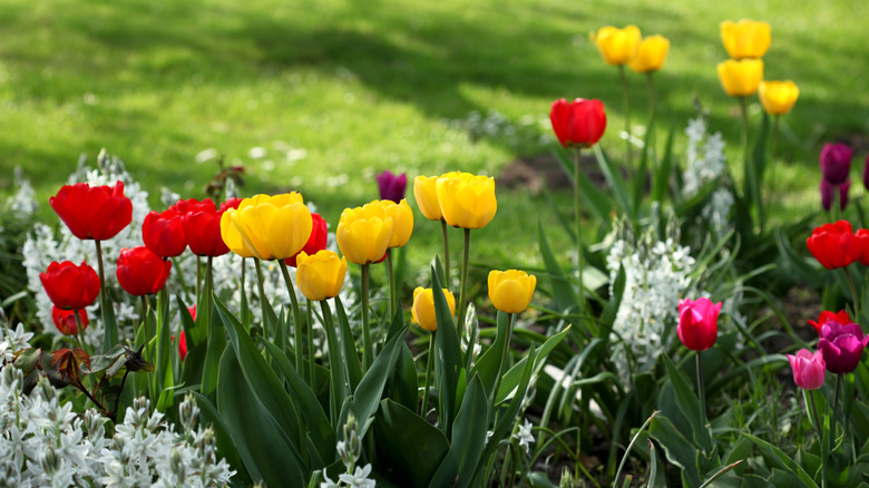 red, yellow, and pink tulips