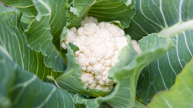 head of cauliflower garden