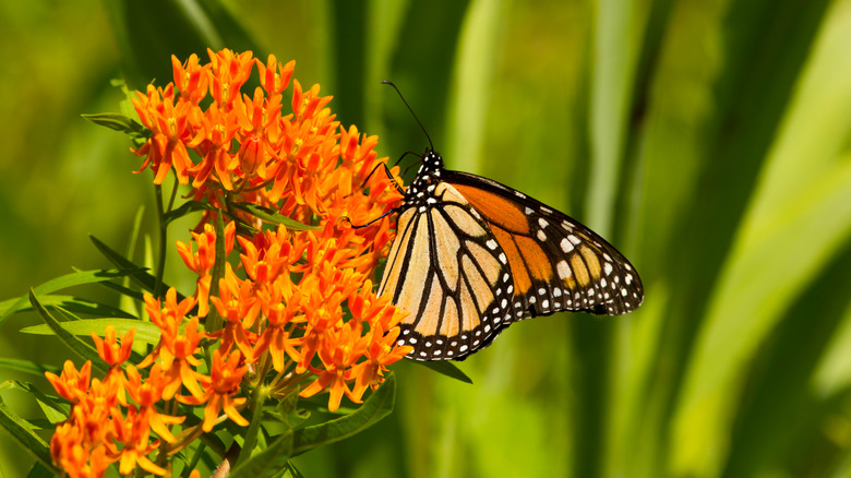 butterfly pollinating orange butterfly weed