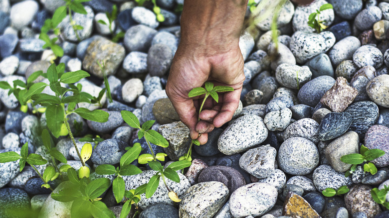 A hand pulls a weed from gravel