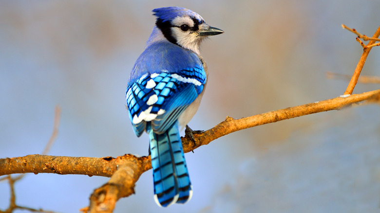 Blue Jay in a tree