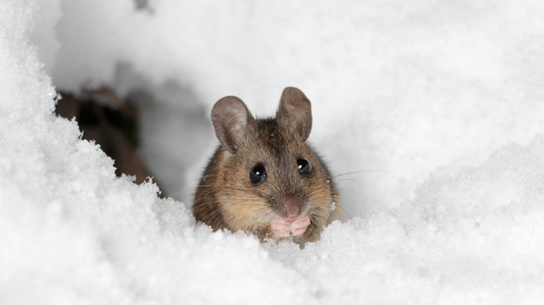 Cute wood mouse in the snow coming out of a hole