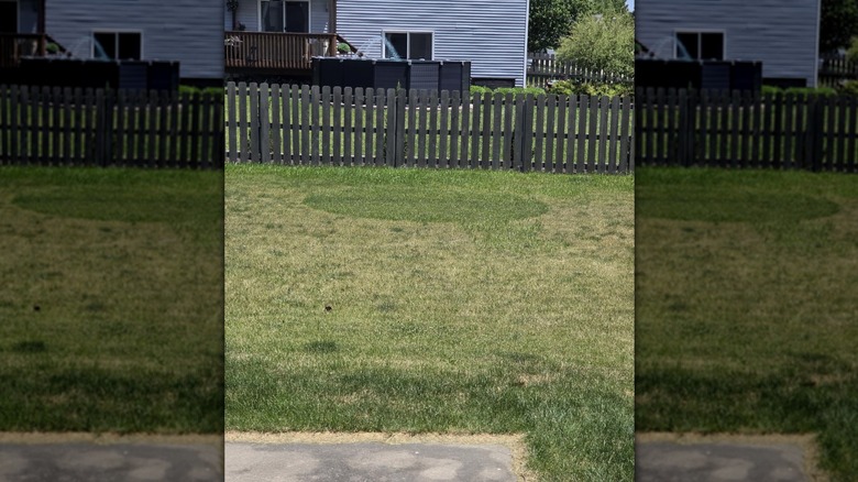 Circular section of newly seeded lawn surrounded by brownish grass next to a fence