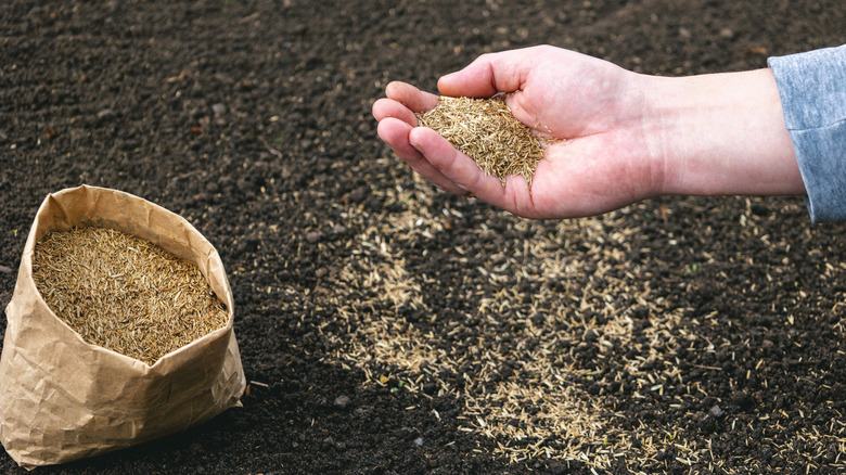 A person with a handful of seeds, with more seeds in a paper bag on the left and spread out already over the dirt below