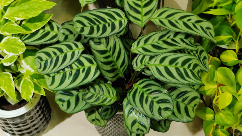 Closeup of a calathea plant indoors