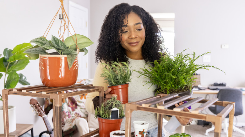 Person tending to various houseplants