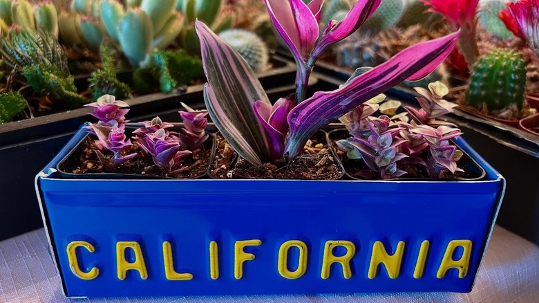 Blue license plate planter box with pink Tradescantia spathacea