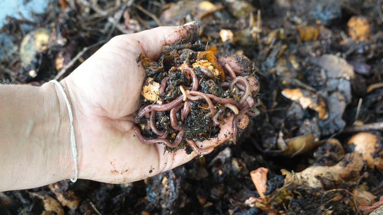 Someone picking up a handful of worms in dark, wet dirt.