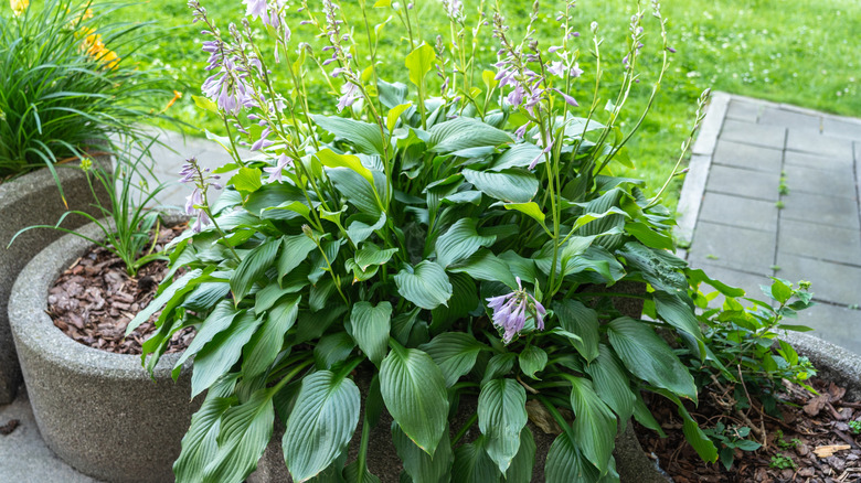 Hosta with purple flower spikes growing in a concrete container