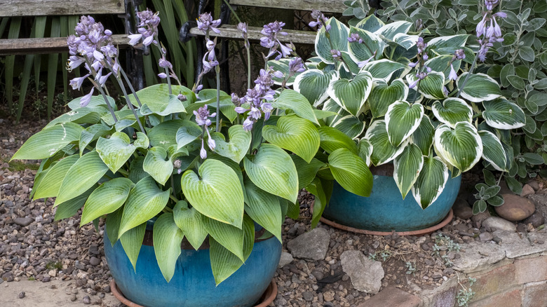Two blue containers hold blooming hostas.