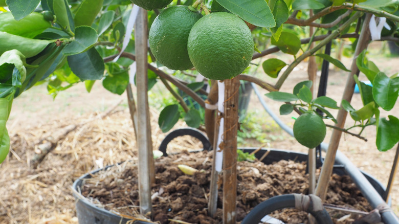 citrus tree growing in compost