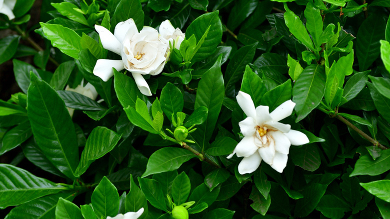 Gardenias  in bloom with white flowers and dark green foliage