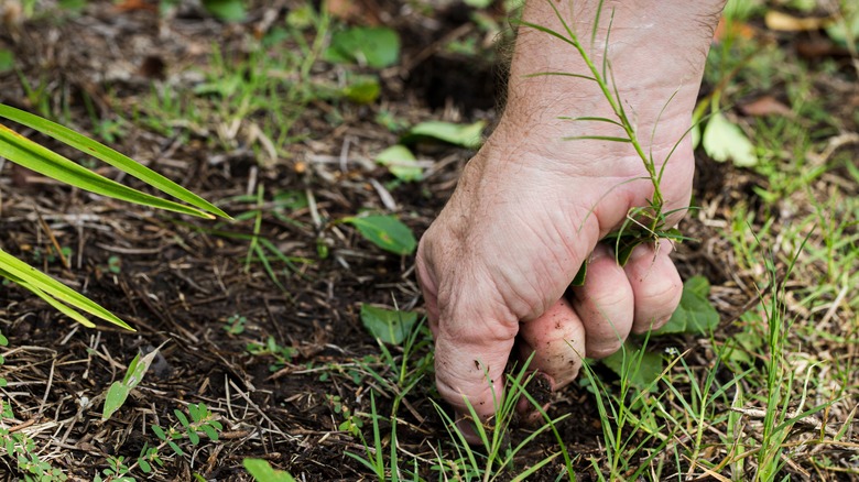 Man pulling weeds