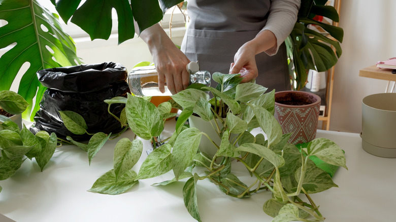 Someone watering a pothos plant in a white pot