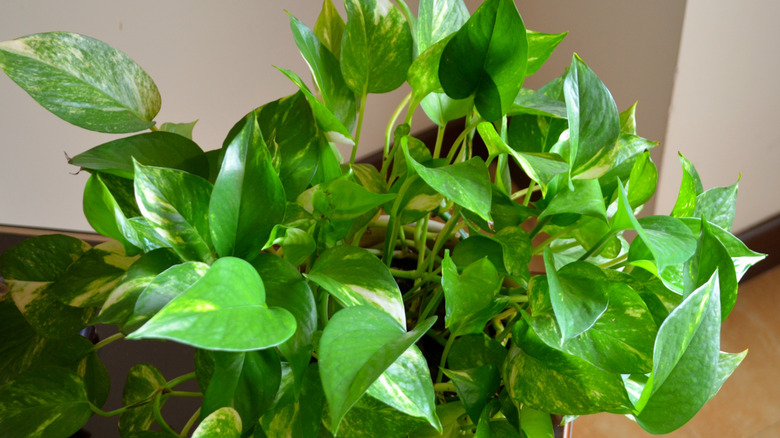 A close-up of pothos leaves