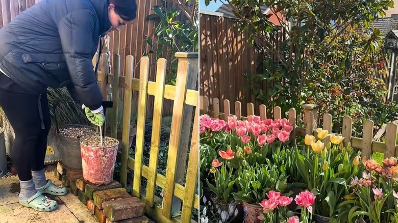 A person places bucket planters on stacks of bricks in front of a fence and a thriving flower garden in a residential backyard.