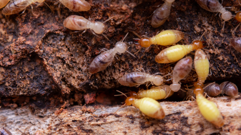 Termite colony in mulch