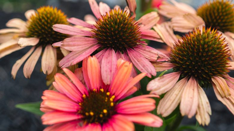 Close up of a cluster of pastel pink coneflower blooms