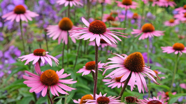 Purple coneflowers growing in a flower bed