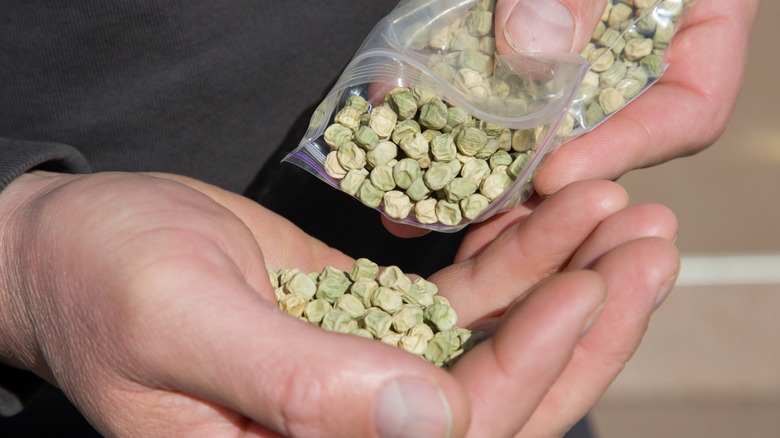 Man pouring pea seeds into his hand