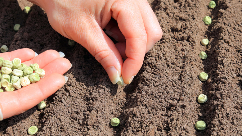 Person direct sowing peas into a garden