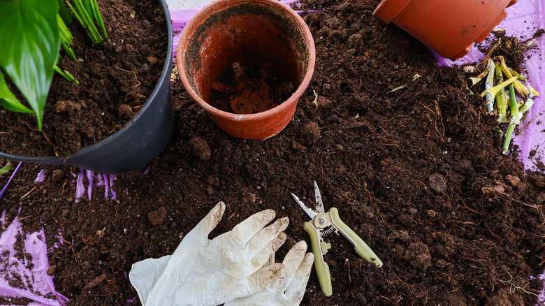 Repotting setup with soil, gloves, plants and pots.
