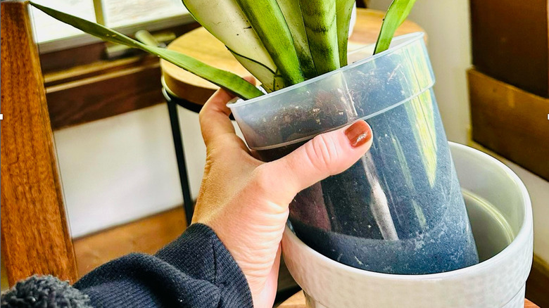 Woman places snake plant in clear nursery pot inside decorative pot.