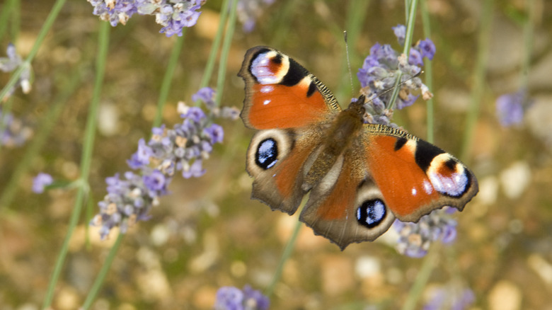 An orange butterfly feeds from a purple flower.