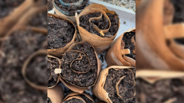 Seed snails lying on a plastic tray